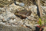 Marsh Frog