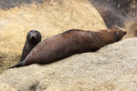 New Zealand Fur Seal pup, Abel Taman, South Island