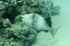 Triggerfish