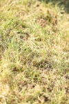 SBM_19762