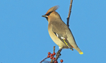 Waxwing.