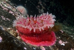 Urticina eques