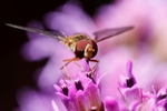 Hoverfly