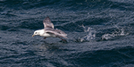 Fulmar