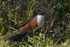 Burchell's Coucal on the ground