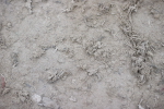 SBM_009752