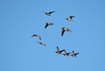 Barnacle Geese