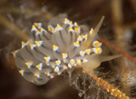 Eubranchus tricolor