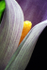 Cala Lily 2
