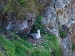Fulmar