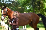 372-INDYGO_BLUE-Jess_Butler-WEDTrotUp+DR portfolio
