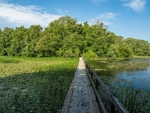 Bosherston Lily Ponds, Bosherton, Pembrokeshire