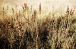 Grass 10