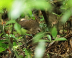 Great Tinamou, Pipeline Road, Panama