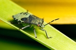 Green Shield Bug 2