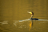Comorant - Balderton Lake