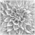 Dahlia #2