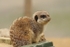533 MEERKAT