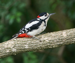 Great Spotted Woodpecker