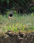 Southern Lapwing, Rio Sierpe, Costa Rica