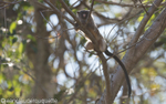 Black tailed marmoset