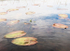 Lily Pads #3--Rankin River System