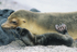 Cow sea lion and her pup (Fernandina island)