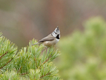 Crested Tit - Lophophanes cristatus