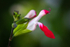 Hot Lips_EF6A8049
