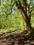 Glaslaw Burn, Dunnotar Woods, 2