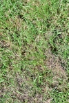 SBM_03352
