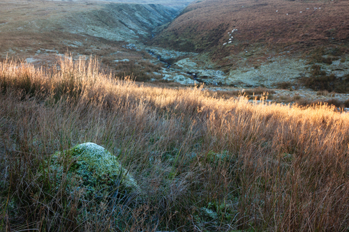 A frost covered moss mound as the sun catches the tops of the upland grasses. The sheep on the far side make they way…