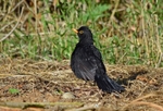 Blackbird