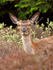 Red Deer on the Rinns of Islay