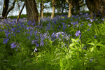 Bluebell Woods in Dorset - April 2011