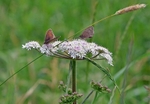 Meadow Browns