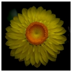 Flowers - Studio Series-5
