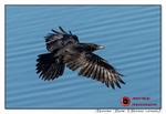 191129-7D-8E0A1264-Edit-Edit