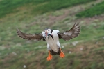 Atlantic Puffin