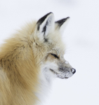 Red Fox Portrait
