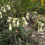 Golden drop (Onosma echioides)