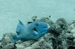 Blue Triggerfish