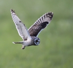 Short Eared Owl