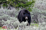3HPhotography5-19-25_GTNP_170_