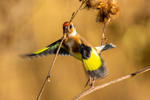 goldfinch Carduelis carduelis_3165