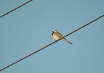White Wagtail