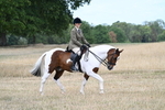 Class 12 Ridden Cob portfolio