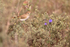 Western Bonelli's Warbler, Claret, Spain