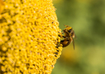 Sunflower Bee 25