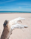 Driftwood on Lossiemouth Beach